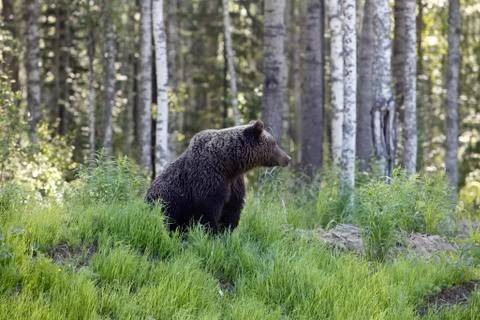 She-bear with three bear cubs on a forest glade. Stock-Fotos