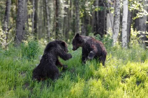 She-bear with three bear cubs on a forest glade. Foto stock