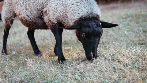 She eats grass Video stock 104732160