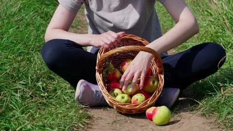 She is gathering apples into a basket Stock Footage 324501756