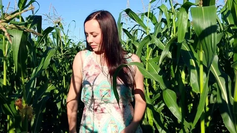 She gathers the corn in a corn field. Video stock 88734618
