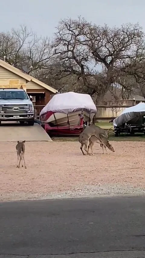 She Has a Hump in Her Back Now, Horseshoe Bay, Texas, USA - 12 May 2025 Stock Footage 309051695