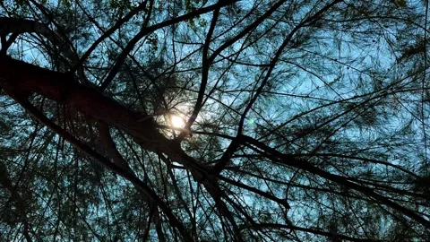 She-oak or Casuarina tree move by the wind making the sun flashing flare. Stock Footage 266995128