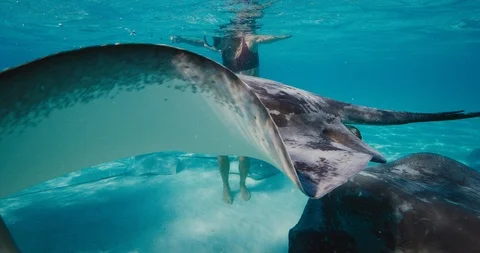 She is at one with the stingrays Stock Footage 115823390