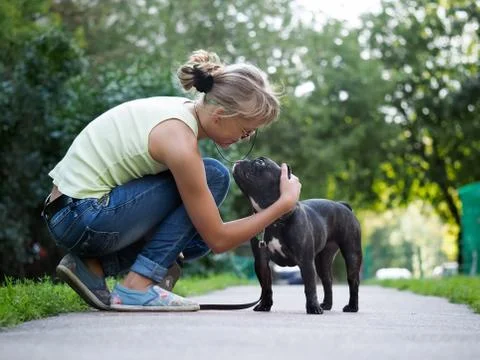 She stroked the dog while walking. Street of the city, summer. French Bulldog Stock Photos