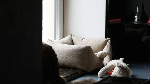 She is trying to eat a bear. Stock Footage 102545227