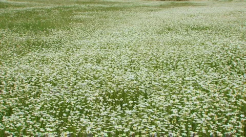 She walks in daisies Stock Footage 735780