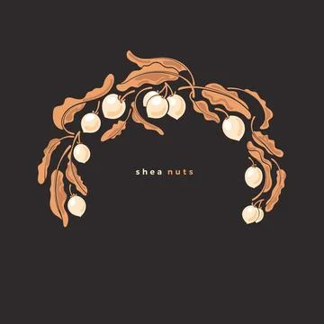 Shea bio symbol. Circle frame. Vector branch, nuts Stock Illustration