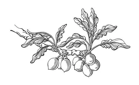 Shea branch. Vector botanical karite tree, leaves, nut. Hand drawn engraving  Stock Illustration