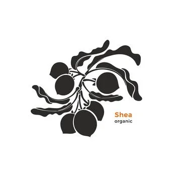 Shea branch. Vector silhouette of nuts, bio butter Stock Illustration