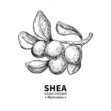 Shea butter vector drawing. Isolated vintage illustration of berry on branch. Stock Illustration