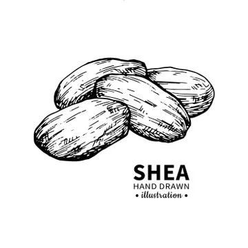 Shea butter vector drawing. Isolated vintage illustration of nuts. Organic es Stock Illustration