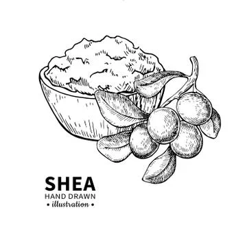 Shea butter vector drawing. Isolated vintage illustration of nuts. Organic es Stock Illustration