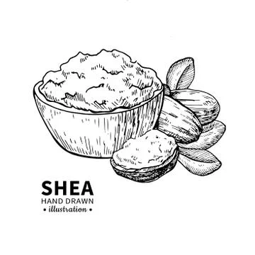 Shea butter vector drawing. Isolated vintage illustration of nuts. Organic es Stock Illustration