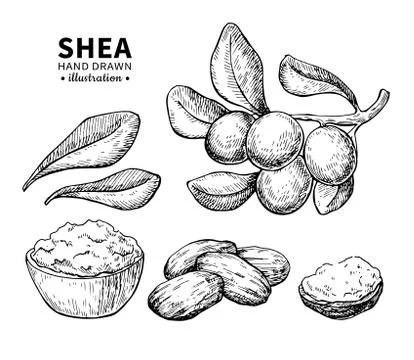 Shea butter vector drawing. Isolated vintage illustration of nuts. Organic es Stock Illustration