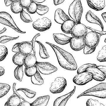 Shea butter vector seamless pattern drawing. Isolated vintage background with Illustrazione stock