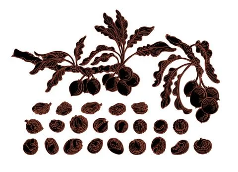 Shea nut set. Karite botanical tree. Vector nature plant, leaves, seed. Hand  Stock Illustration