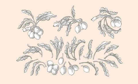 Shea nut set. Vector botanical karite tree, vintage branch, hand drawn leaf,  Stock Illustration