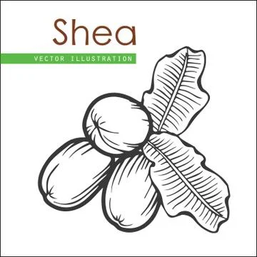 Shea nuts  Stock Illustration