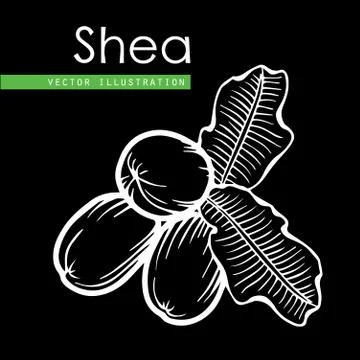 Shea nuts  Stock Illustration