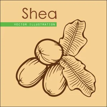 Shea nuts Stock Illustration