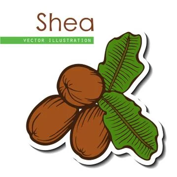 Shea nuts  Stock Illustration