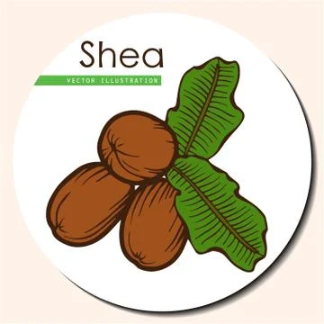 Shea nuts  Stock Illustration
