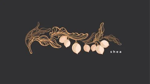 Shea nuts label Vector branch, texture leaves, oil Stock Illustration