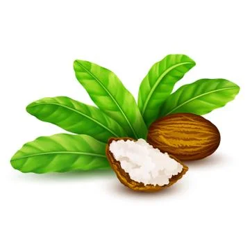 Shea nuts with leaves in vector. Stock Illustration