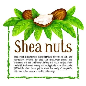 Shea nuts with leaves in vector. Stock Illustration