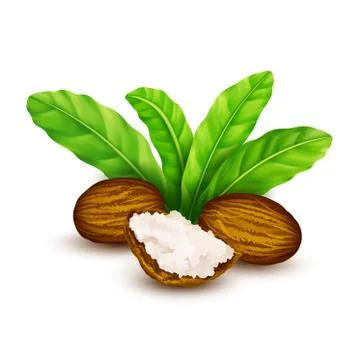 Shea nuts with leaves in vector. Stock Illustration