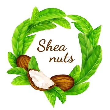 Shea nuts with leaves in vector. Stock Illustration