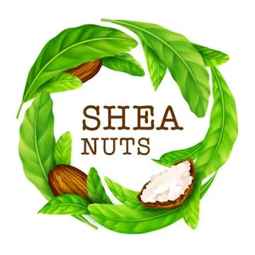 Shea nuts with leaves in vector. Stock Illustration