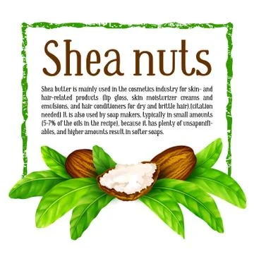 Shea nuts with leaves in vector. Stock Illustration