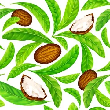 Shea nuts with leaves in vector pattern. Stock Illustration