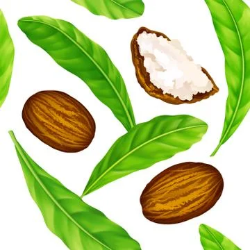 Shea nuts with leaves in vector pattern. Stock Illustration