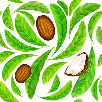 Shea nuts with leaves in vector pattern. Stock Illustration