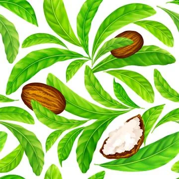 Shea nuts with leaves in vector pattern. Stock Illustration