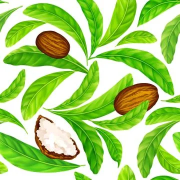 Shea nuts with leaves in vector pattern. Stock Illustration