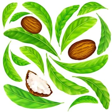 Shea nuts with leaves in vector pattern. Stock Illustration