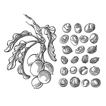 Shea nuts set. Vector collection of branch, leaf, and butter illustration in  Stock Illustration