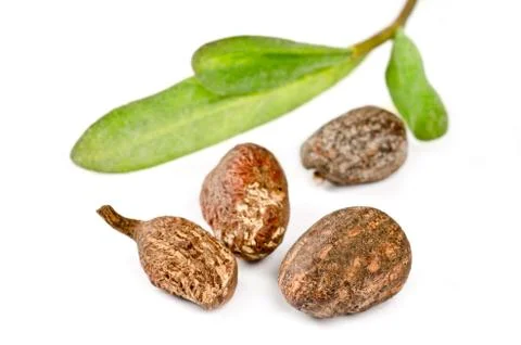 Shea nuts on white Stock Photos