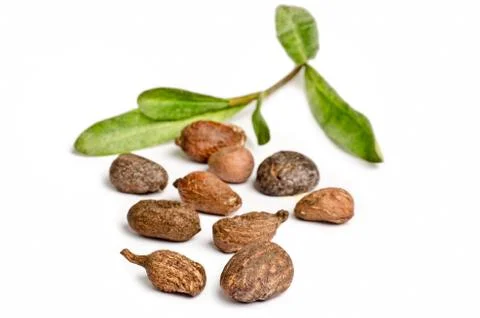 Shea nuts on white Stock Photos