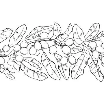 Shea Outline Horizontal Seamless Pattern. Stockillustratie