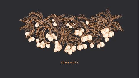 Shea pattern. Vector branch, nut. Art illustration Stock Illustration