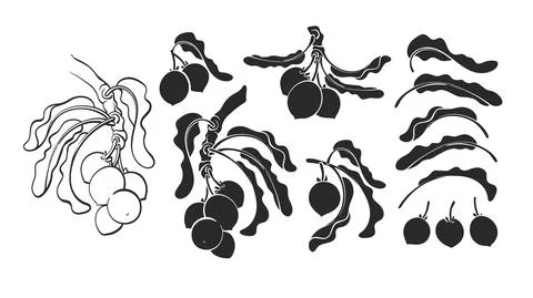 Shea set. Vector karite tree, leaf, nut. Sketch Stock Illustration