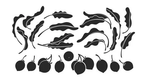 Shea set. Vector karite tree, leaf, nut Black mold Stock Illustration