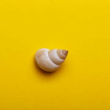 Shea shell on the yellow background Stock Photos