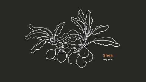 Shea tree. Vector art line branch. Organic butter Stock Illustration
