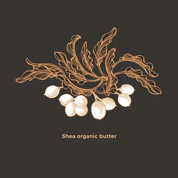 Shea tree. Vector karite branch, nuts. Hand drawn Stock Illustration